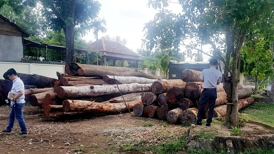 Số gỗ trên xe của Phượng “râu” được cơ quan chức năng đưa về Hạt Kiểm lâm Cư Jút tạm giữ để phục vụ công tác điều tra