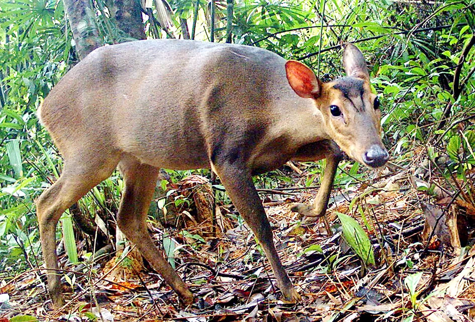 Một cá thể Mang lớn trên dãy Trường Sơn (Quảng Nam) được bẫy ảnh của WWF ghi lại. Ảnh: LEINIZ - IZW, WWF - Việt Nam