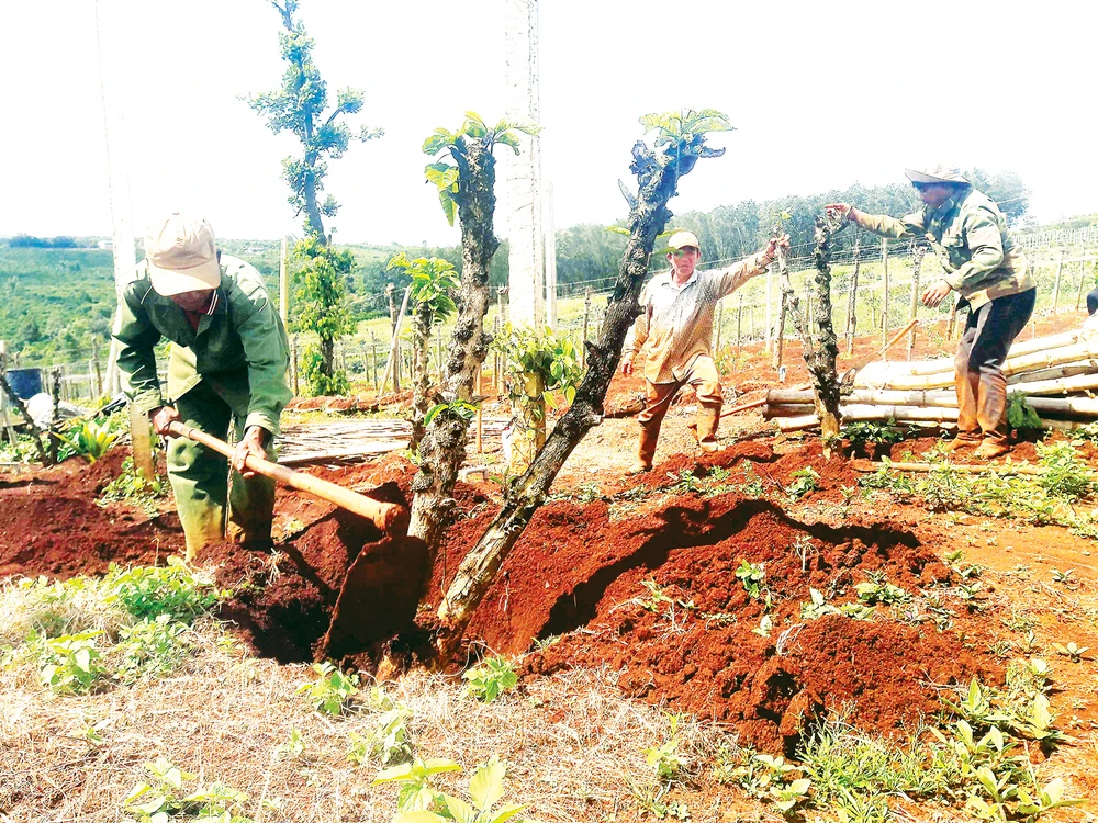 Một hộ dân tại Gia Lai phá cà phê để trồng lại cây khác. Ảnh: HỮU PHÚC