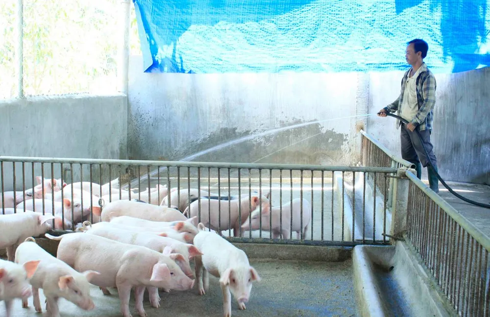 Các trang trại chăn nuôi tại Quảng Ngãi tăng cường vệ sinh chuồng trại, khử trùng phòng dịch. Ảnh: NGUYỄN TRANG