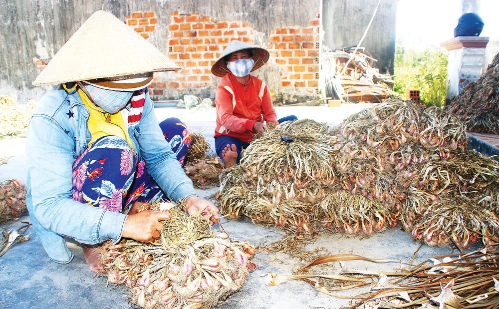 Vụ hành hương bạc tỷ của nông dân ở vùng cát Vĩnh Hội (xã Cát Hải, huyện Phù Cát, tỉnh Bình Định). Ảnh: NGỌC OAI