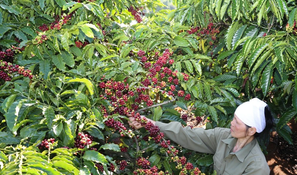 Cà phê pha phin được sản xuất hoàn toàn từ cà phê Robusta chất lượng cao đạt tiêu chuẩn cà phê quốc tế 4C