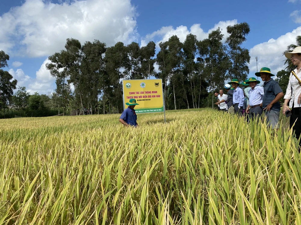 Bà con nông dân huyện Trần Văn Thời (Cà Mau) cùng các chuyên gia thăm mô hình “Canh tác lúa thông minh”