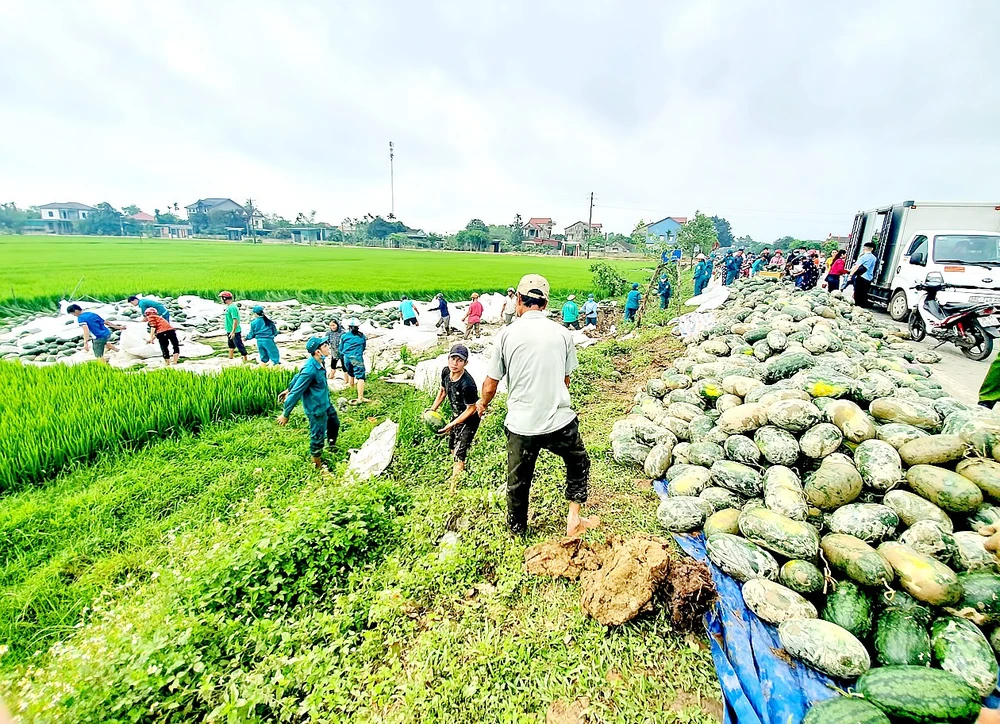 Vụ tai nạn khiến toàn bộ dưa hấu trên xe đổ tràn xuống ruộng lúa