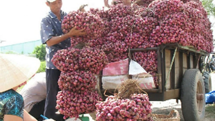 Giá hành tím trên địa bàn Vĩnh Châu đang xuống thấp kỷ lục