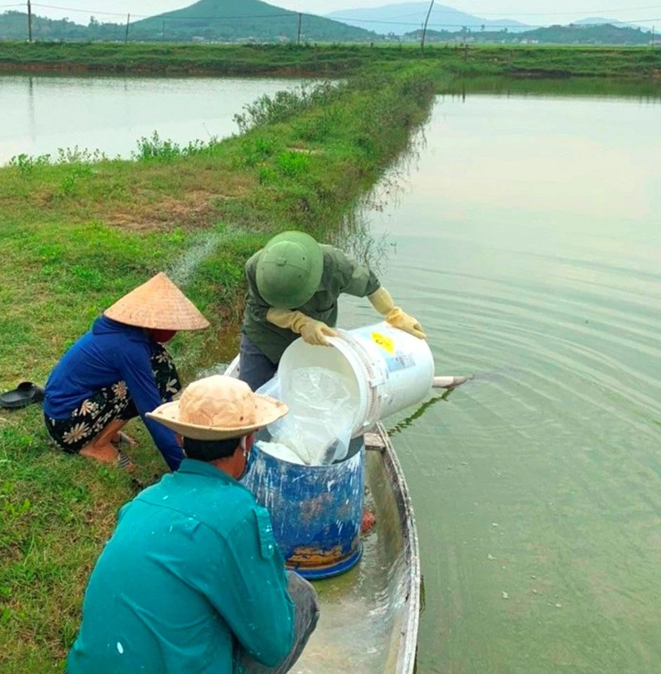 Xử lý ao nuôi tôm bị bệnh đốm trắng ở huyện Kỳ Anh, Hà Tĩnh. Ảnh: DƯƠNG QUANG