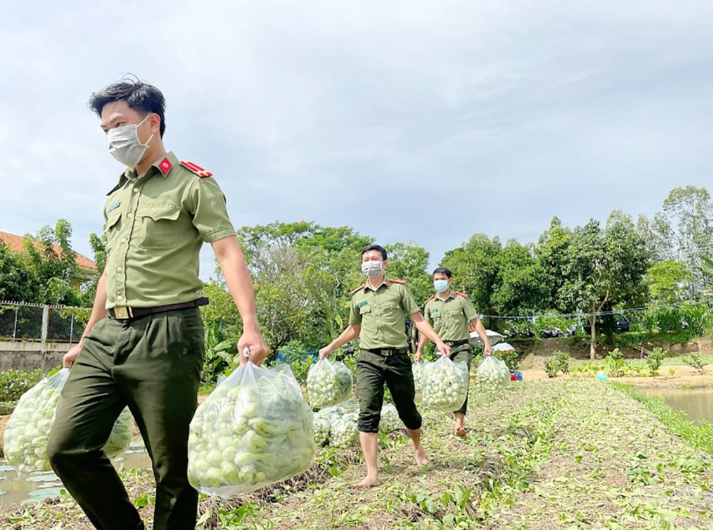 Lực lượng Công an tỉnh An Giang thu mua rau hỗ trợ nông dân huyện Chợ Mới (An Giang). Ảnh: TIẾN TẦM 