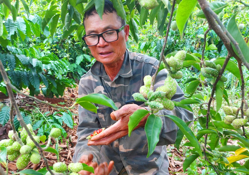 Vườn dổi của ông Thẩm (xã Sơ Pai) cho thu hoạch sau 3 năm trồng. Ảnh: HỮU PHÚC