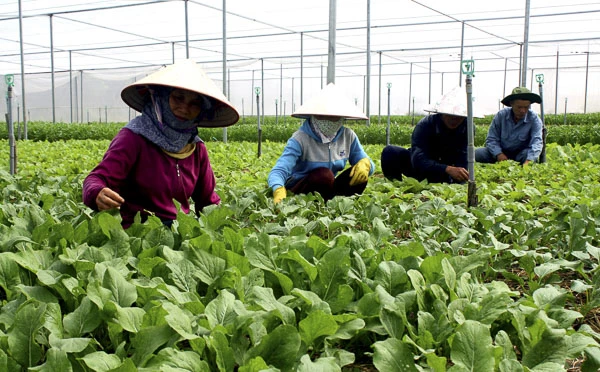 Nhiều mô hình sản xuất đã giúp nông dân tăng thu nhập tại Bà Rịa - Vũng Tàu. Ảnh: Báo BR-VT