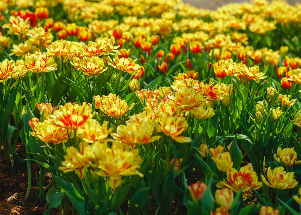 Hàng trăm ngàn du khách nô nức lên ngắm hoa tulip lần đầu xuất hiện trên đỉnh Núi Bà Tây Ninh ảnh 4 Hàng trăm ngàn du khách nô nức lên ngắm hoa tulip lần đầu xuất hiện trên đỉnh Núi Bà Tây Ninh ảnh 4