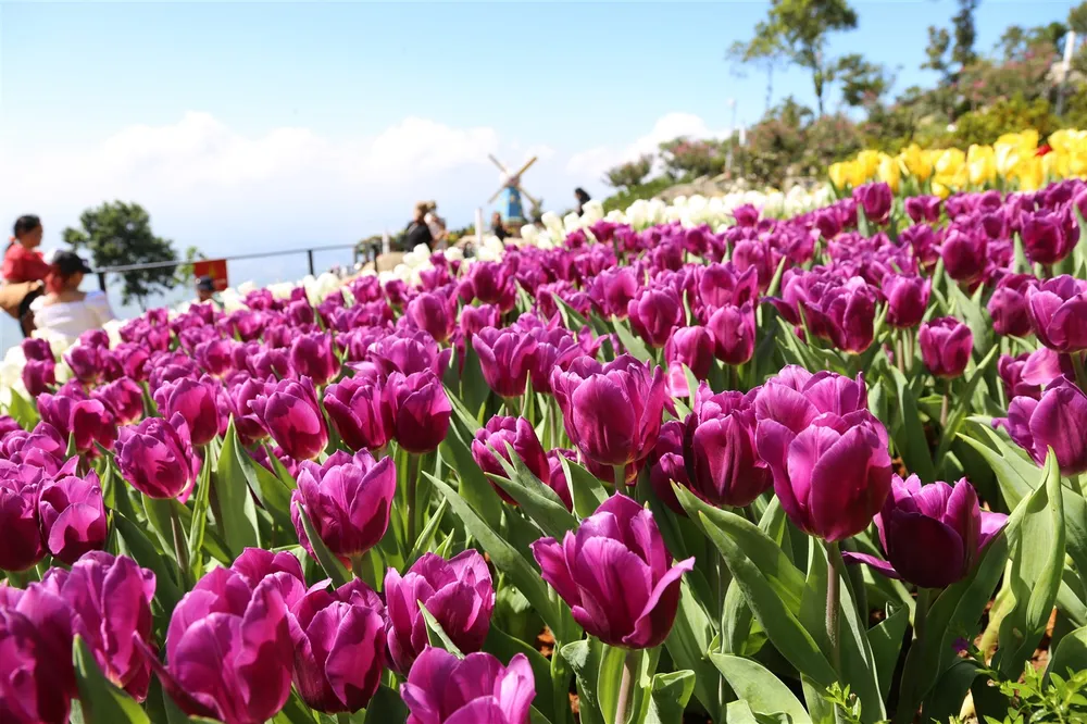 Hàng trăm ngàn du khách nô nức lên ngắm hoa tulip lần đầu xuất hiện trên đỉnh Núi Bà Tây Ninh ảnh 8 Hàng trăm ngàn du khách nô nức lên ngắm hoa tulip lần đầu xuất hiện trên đỉnh Núi Bà Tây Ninh ảnh 8