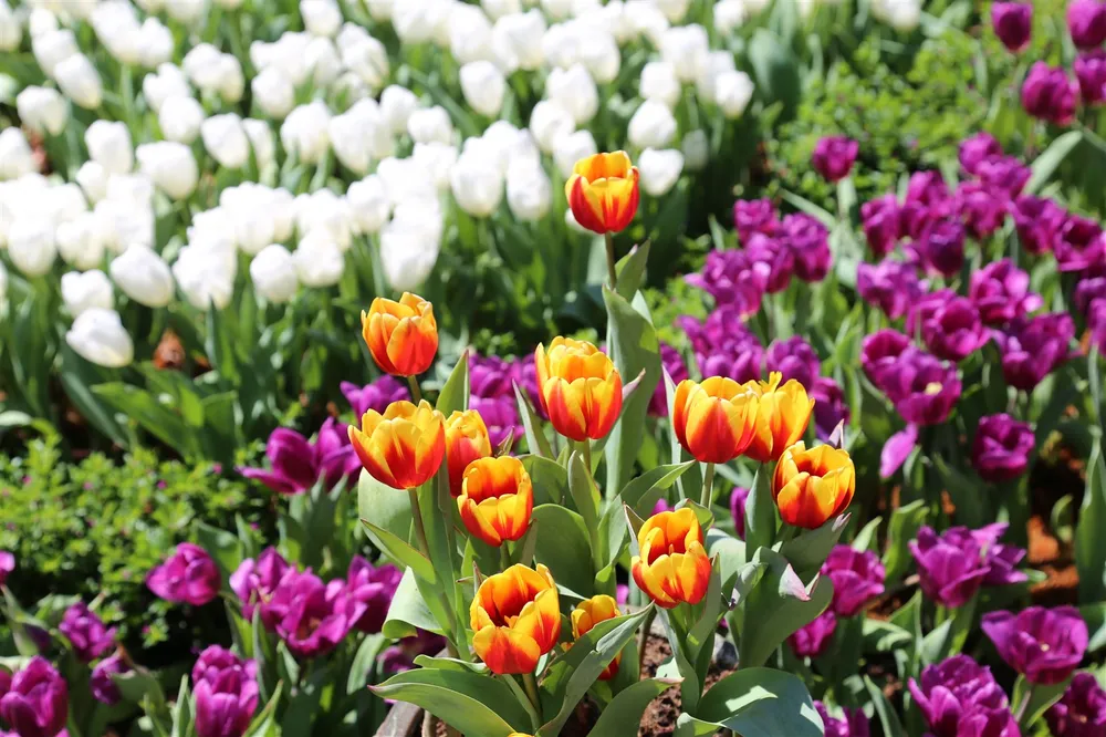Hàng trăm ngàn du khách nô nức lên ngắm hoa tulip lần đầu xuất hiện trên đỉnh Núi Bà Tây Ninh ảnh 2 Hàng trăm ngàn du khách nô nức lên ngắm hoa tulip lần đầu xuất hiện trên đỉnh Núi Bà Tây Ninh ảnh 2