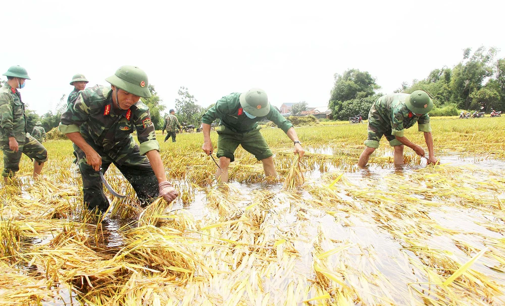 Bộ đội giúp dân cứu lúa tại cánh đồng thôn Háo Lễ