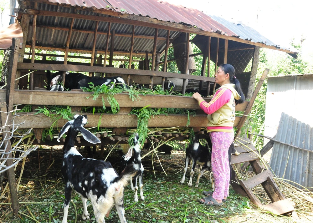 Người dân huyện Bù Đốp, Bình Phước cải thiện thu nhập nhờ nuôi dê