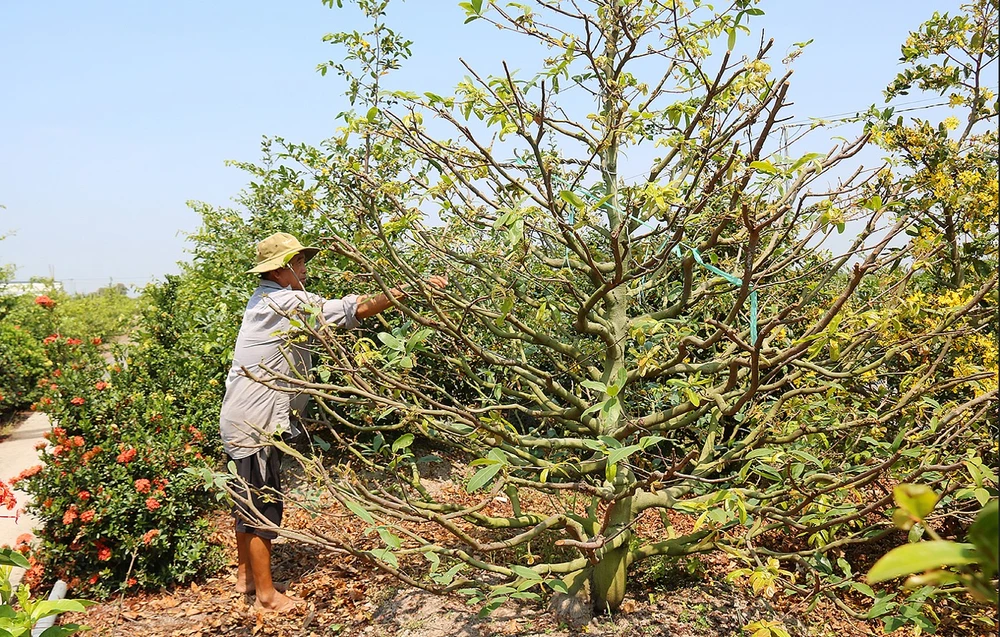 Ông Phạm Văn Từ với cây mai trị giá hàng chục triệu đồng ở làng mai Tân Tây