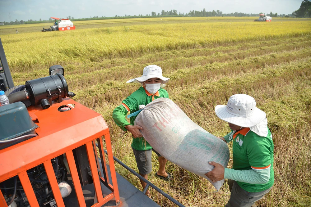 Nông dân vùng ĐBSCL thu hoạch lúa vụ đông xuân