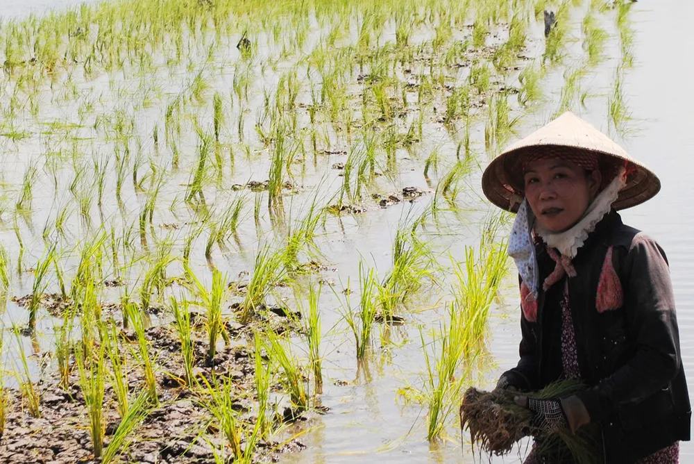 Mô hình lúa tôm ở Cà Mau thích nghi với biến đổi khí hậu. Ảnh: TẤN THÁI Mô hình lúa tôm ở Cà Mau thích nghi với biến đổi khí hậu. Ảnh: TẤN THÁI