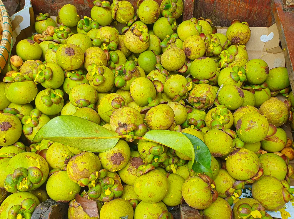 Măng cụt xanh được nhiều người tìm mua để làm món gỏi gà măng cụt Măng cụt xanh được nhiều người tìm mua để làm món gỏi gà măng cụt