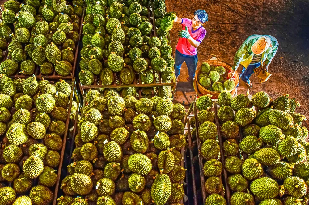 Một điểm tập kết sầu riêng - loại trái cây đặc sản của Long Khánh Một điểm tập kết sầu riêng - loại trái cây đặc sản của Long Khánh