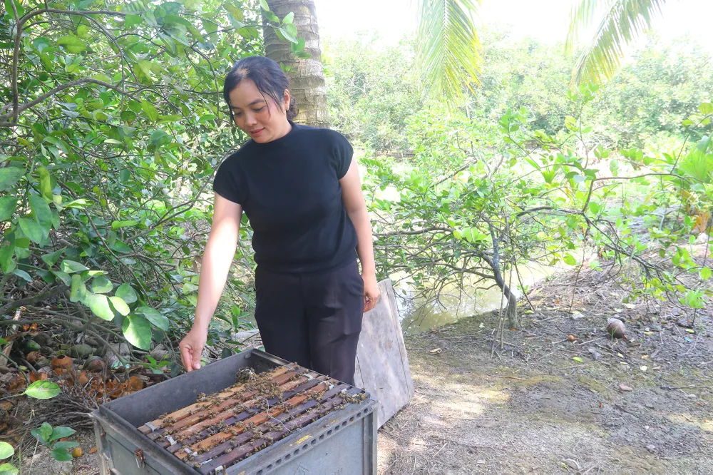 Mô hình nuôi ong lấy mật trong vườn cây ăn trái của chị Nguyễn Kim Toàn ở xã Đại Thành mang lại hiệu quả cao