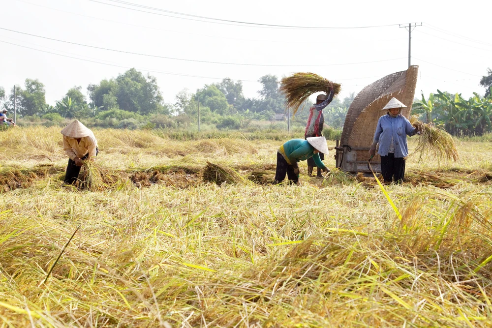 Mùa gặt lúa ở quê. Ảnh: UYÊN LÊ