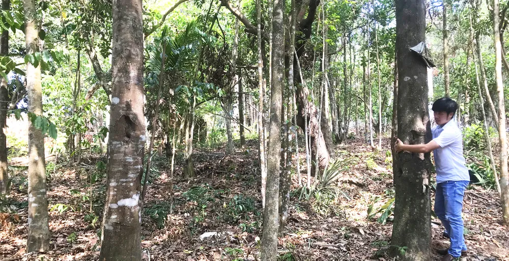 Vườn cây trầm hương hàng chục năm tuổi, trị giá hàng chục tỷ đồng của ông Nguyễn Hữu Toàn (65 tuổi, huyện Hoài Ân, Bình Định). Ảnh: NGỌC OAI Vườn cây trầm hương hàng chục năm tuổi, trị giá hàng chục tỷ đồng của ông Nguyễn Hữu Toàn (65 tuổi, huyện Hoài Ân, Bình Định). Ảnh: NGỌC OAI