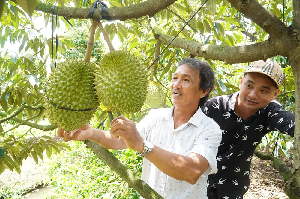 Nhà vườn tại ĐBSCL thu hoạch sầu riêng