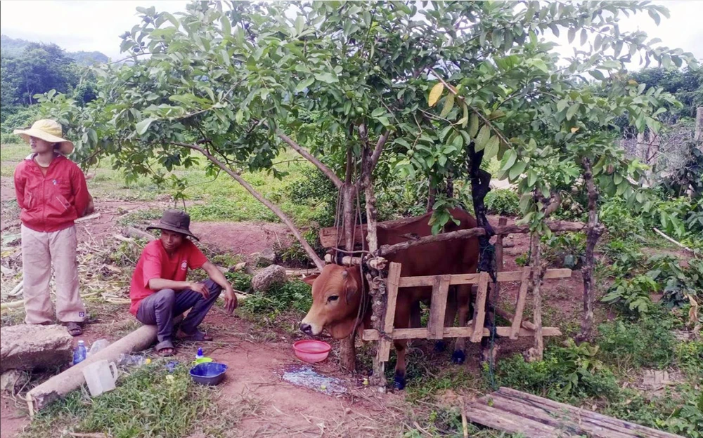 Người chăn nuôi tại Quảng Trị đang nỗ lực chăm sóc và điều trị đàn bò mắc dịch lở mồm long móng