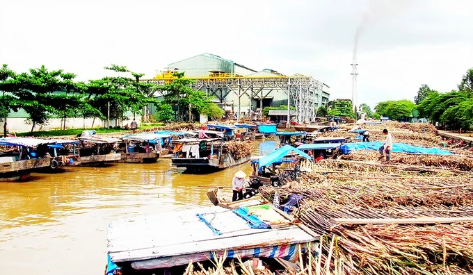 Nông dân chờ bán mía ở Nhà máy đường Phụng Hiệp (Hậu Giang)