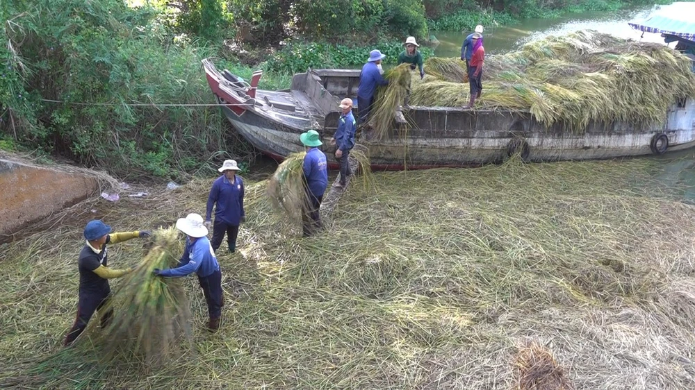 Vận chuyển năn xuống ghe đi tiêu thụ. Ảnh: TRỌNG TRUNG