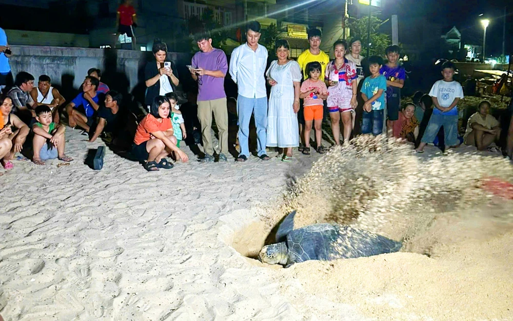 Từ khi biển Nhơn Hải hồi sinh, nhiều rùa biển ngoài khơi trở lại đây để làm tổ đẻ trứng San-ho.jpg
