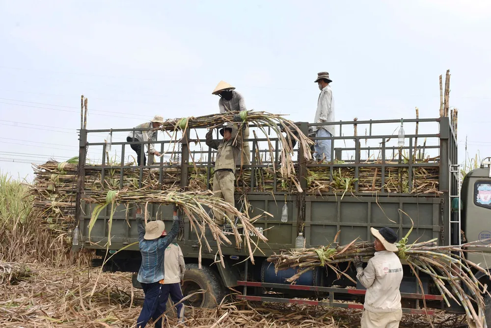Thương lái thu mua mía của nông dân tại ruộng ở xã An Thành, huyện Đắk Pơ (tỉnh Gia Lai) mia_duong.jpg