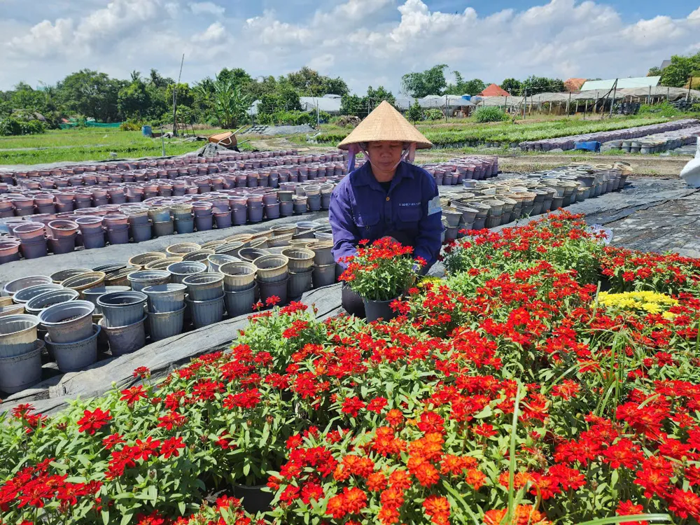 Mô hình trồng hoa cảnh ở đô thị giúp chị Nguyễn Thị Thanh Thùy (ngụ phường Long Bình) đạt doanh thu tiền tỷ mỗi năm. Ảnh: ĐỨC TRUNG nongnghiep1.jpg