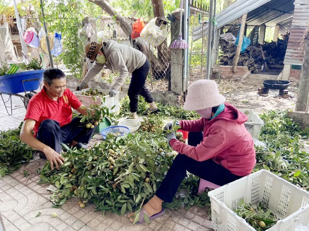 Nông dân xã Hòa Hiệp thu hoạch nhãn. Ảnh: VÂN ANH nhan2.jpg