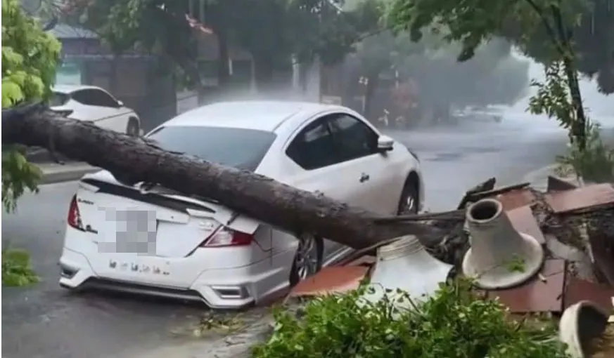 Cây cối đổ ngã đè ô tô. Ảnh: VOV NEWS xe-bi-cay-de.jpg