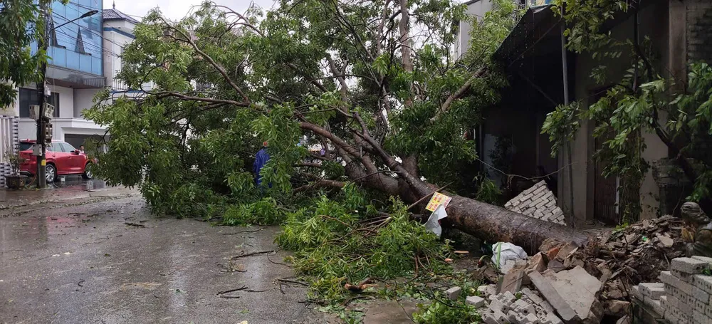 Cây bị bật gốc. Ảnh: HỒ VĂN NGỢI caynga.jpg