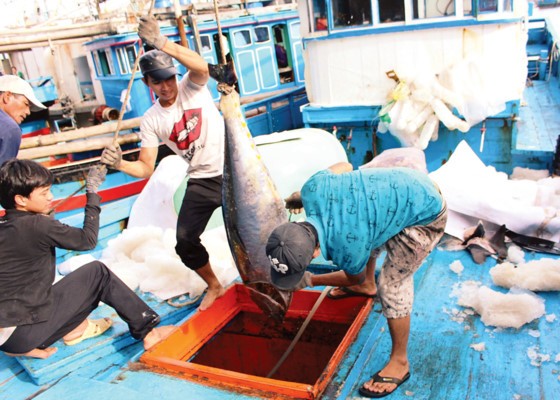Many ships with a large number of ocean tuna