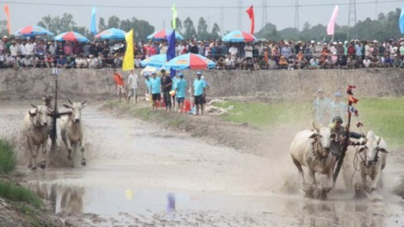 Bay Nui ox racing festival takes place in Chau Doc City