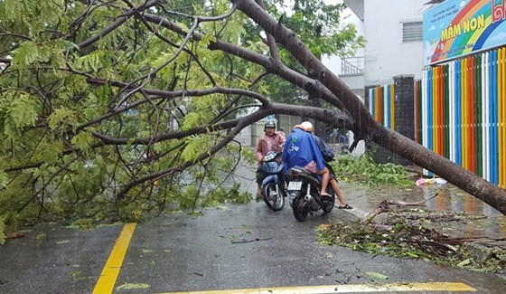 Khanh Hoa prepares for storm No.14 ảnh 2 Khanh Hoa prepares for storm No.14 ảnh 2