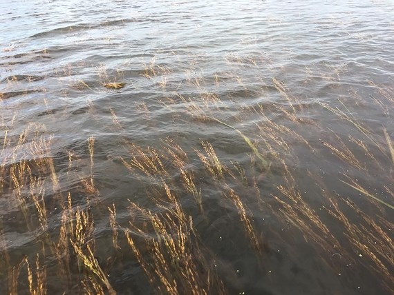 Water levels at Mekong are rising quickly Photo: SGGP