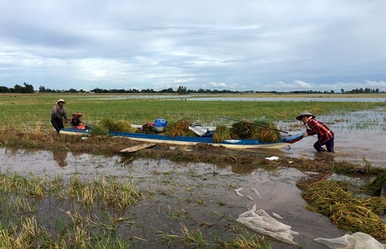 Mekong farmers urged summer-autumn rice harvest ảnh 2 Mekong farmers urged summer-autumn rice harvest ảnh 2