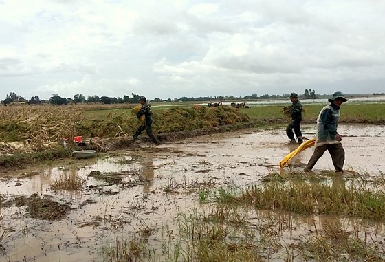 Mekong farmers urged summer-autumn rice harvest ảnh 3 Mekong farmers urged summer-autumn rice harvest ảnh 3