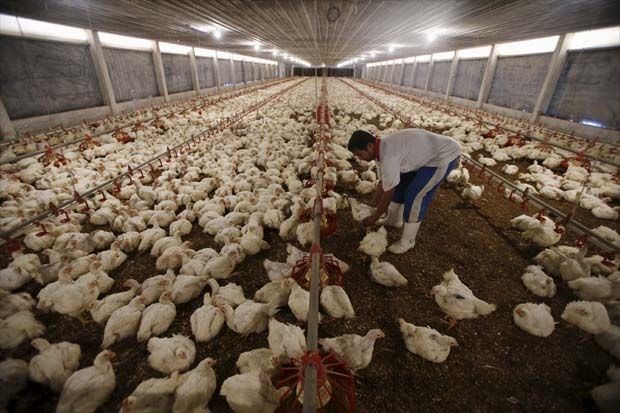 Indonesia works to prevent bird flu spreading from Malaysia