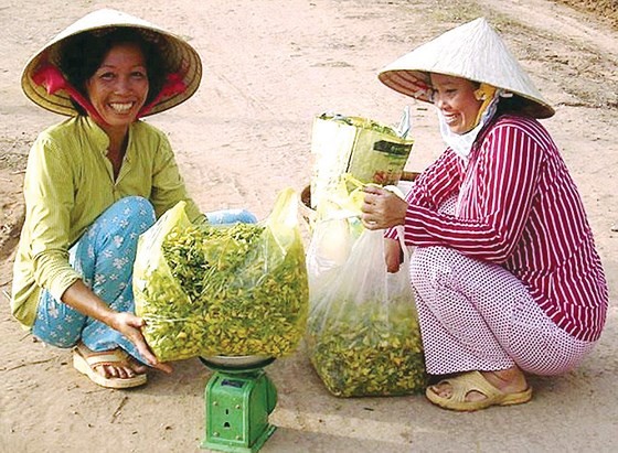 Mekong farmers earn money on early flooding season ảnh 2