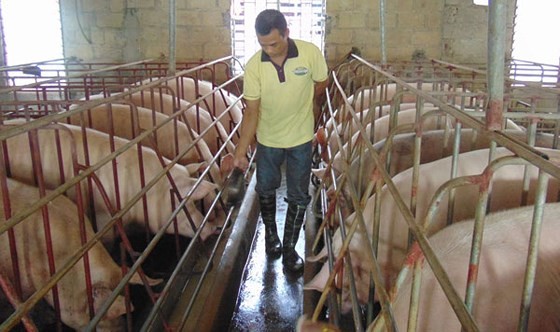 HCMC focuses on safe pig breeding chain