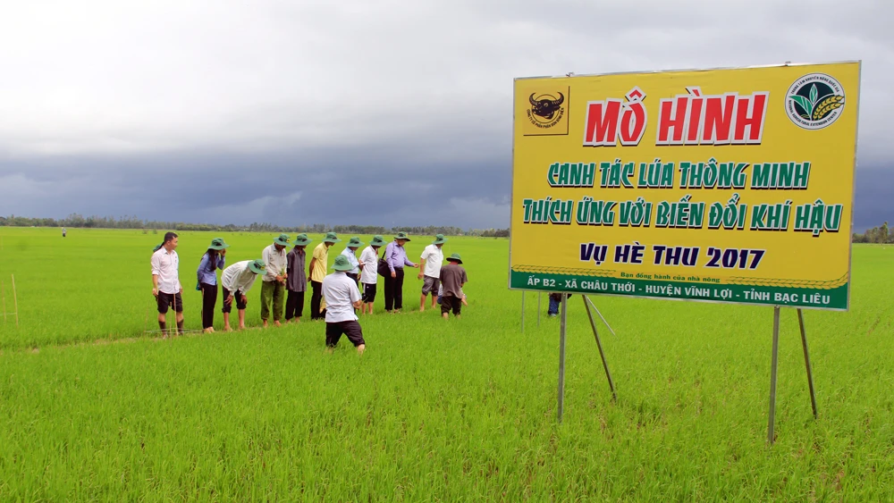 Gói kỹ thuật canh tác lúa thông minh đã đủ sức thuyết phục nông dân