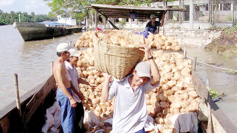 Thu mua dừa khô ở Bến Tre