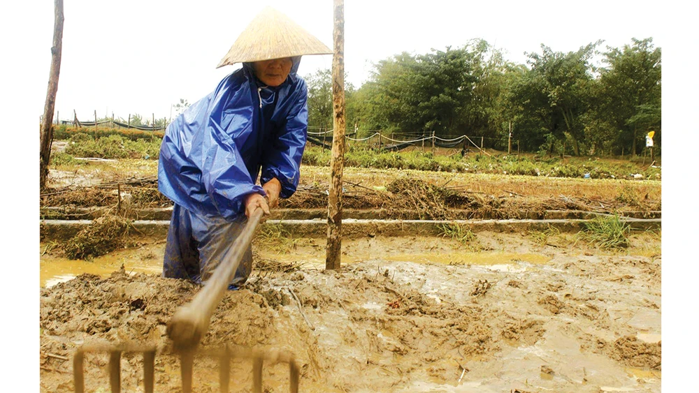 Trồng lại hoa mới cho kịp thời vụ