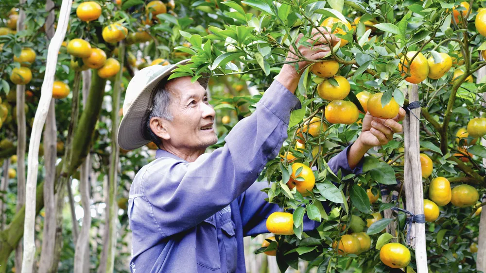 Về miền Tây ăn Tết sớm