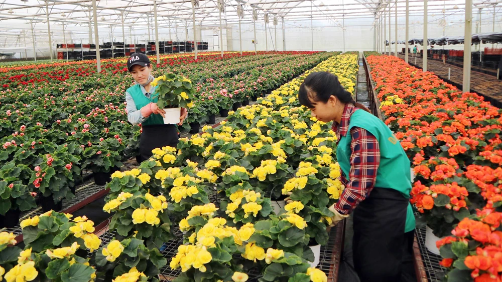 Trồng hoa chậu công nghệ cao tại Công ty Dalat Hasfarm. Ảnh: ĐOÀN SƠN